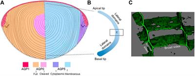 Lens Aquaporins in Health and Disease: Location is Everything!